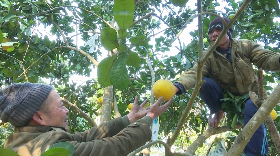 Làng trồng bưởi nhộn nhịp vào vụ Tết