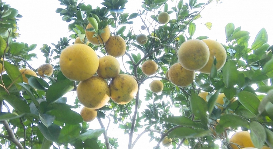 Làng trồng bưởi nhộn nhịp vào vụ Tết