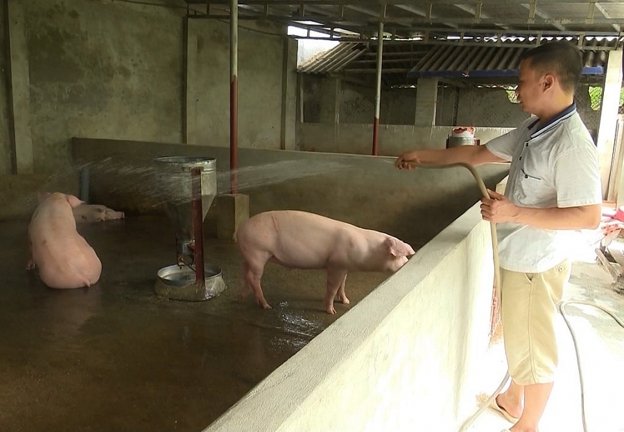 undefined Cần sớm ban hành hướng dẫn người dân thực hiện Luật chăn nuôi