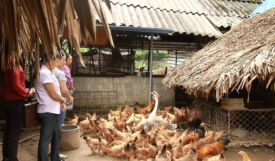 undefined Định Hóa: Chuyển dịch cơ cấu trong chăn nuôi