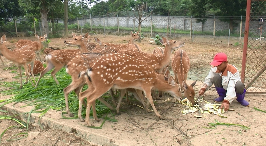 Thành công từ mô hình nuôi hươu sao Thành công từ mô hình nuôi hươu sao