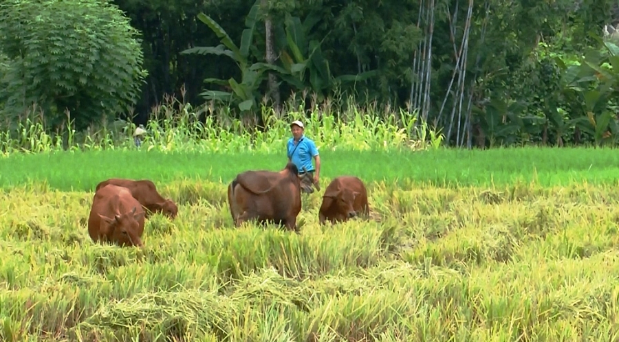 undefined Giúp hộ nghèo an cư