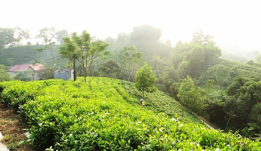 Trên 220 tỷ đồng phát triển thương hiệu chè Thái Nguyên