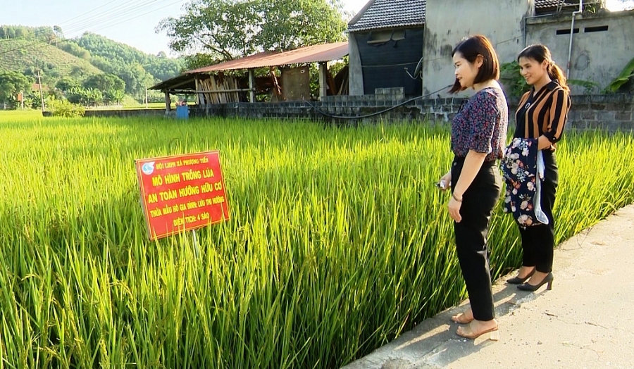 Nhiều mô hình khởi nghiệp hiệu quả của phụ nữ Nhiều mô hình khởi nghiệp hiệu quả của phụ nữ