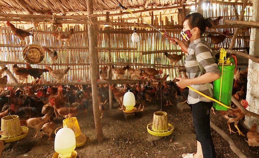 Chủ động khôi phục sản xuất chăn nuôi sau dịch bệnh
