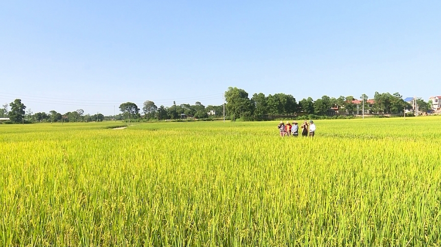 Chú trọng nâng cao chất lượng lúa gạo