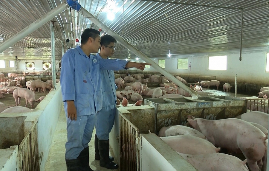 Trên 80% hợp tác xã hoạt động hiệu quả Trên 80% hợp tác xã hoạt động hiệu quả