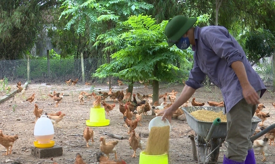 Tiếp tục thúc đẩy chăn nuôi theo chuỗi liên kết