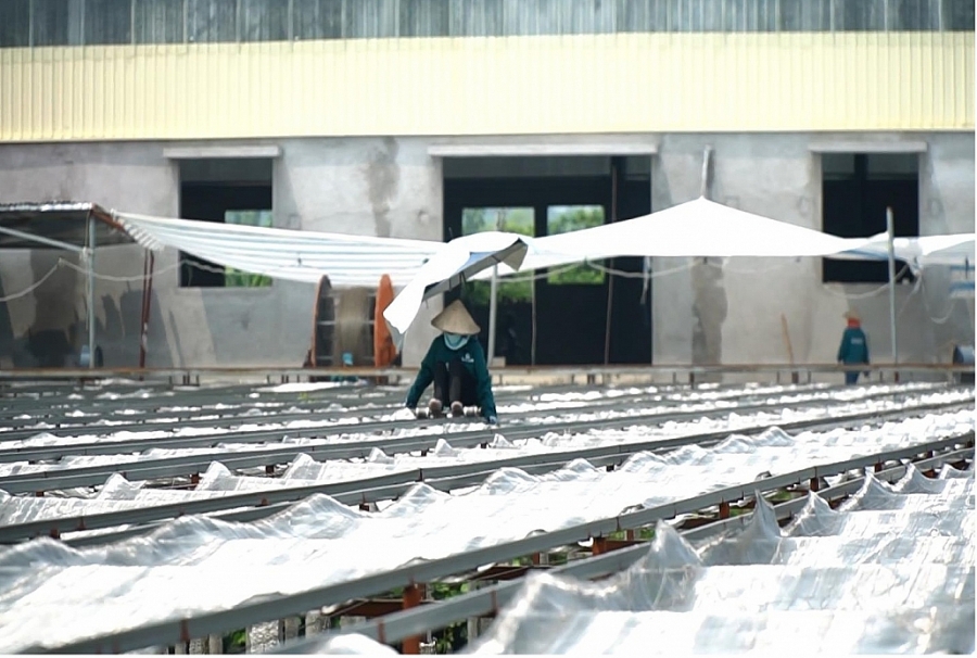 Doanh nghiệp chủ động kết nối, tận dụng cơ hội từ Hiệp định EVFTA