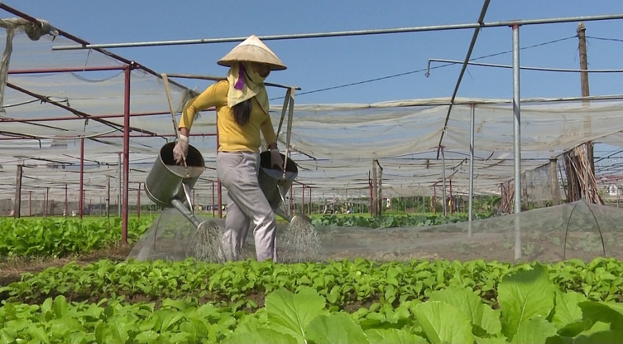 Tăng cường hợp tác để thúc đẩy phát triển nông nghiệp ứng dụng công nghệ cao Tăng cường hợp tác để thúc đẩy phát triển nông nghiệp ứng dụng công nghệ cao