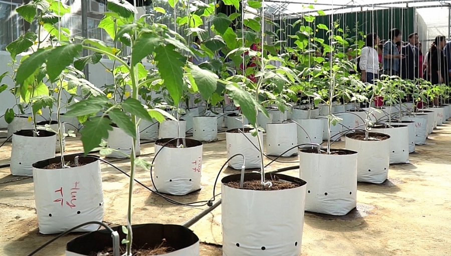 Tăng cường hợp tác để thúc đẩy phát triển nông nghiệp ứng dụng công nghệ cao Tăng cường hợp tác để thúc đẩy phát triển nông nghiệp ứng dụng công nghệ cao