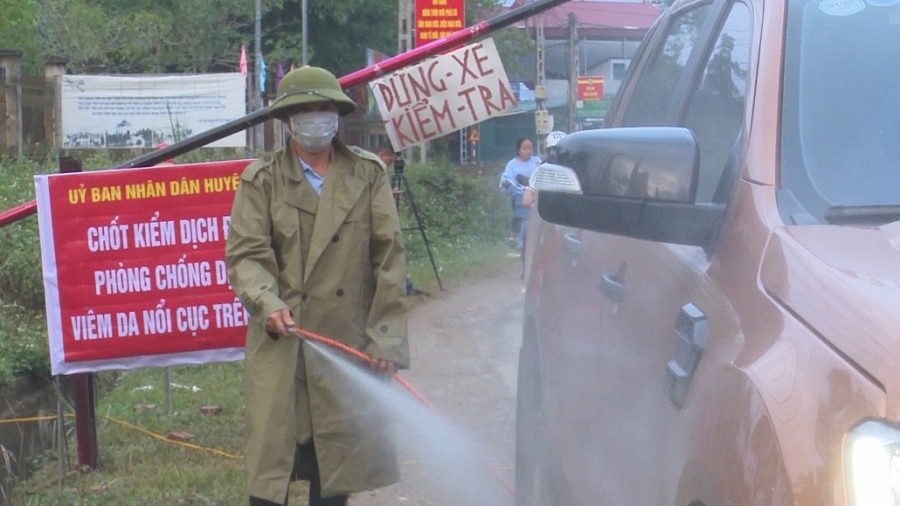 Không chủ quan với dịch viêm da nổi cục ở trâu, bò