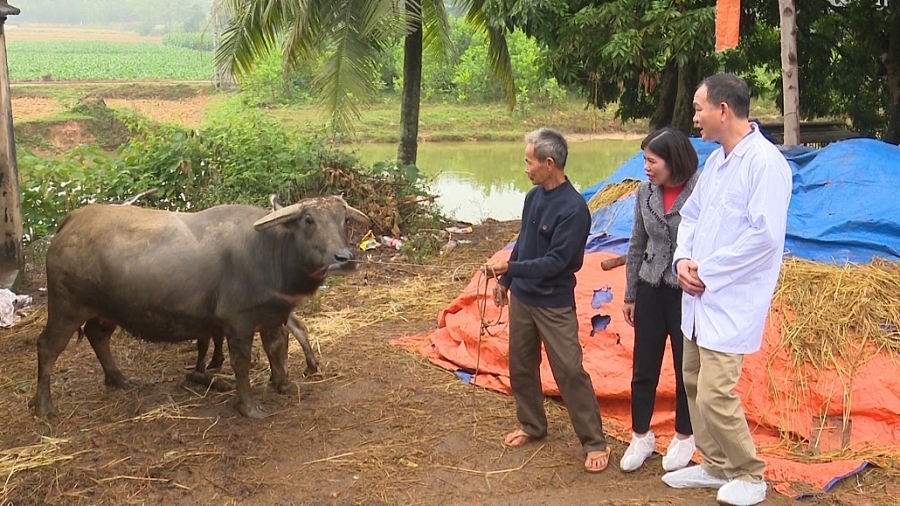 Không chủ quan với dịch viêm da nổi cục ở trâu, bò