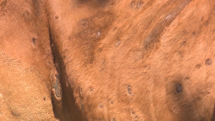 Không chủ quan với dịch viêm da nổi cục ở trâu, bò