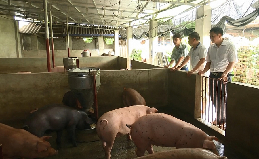 Sẽ quy định khu vực chăn nuôi thuộc nội thành và các khu dân cư Sẽ quy định khu vực chăn nuôi thuộc nội thành và các khu dân cư