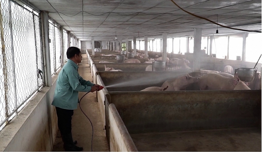 Ngành chăn nuôi Thái Nguyên chủ động thích ứng với Hiệp định EVFTA Ngành chăn nuôi Thái Nguyên chủ động thích ứng với Hiệp định EVFTA