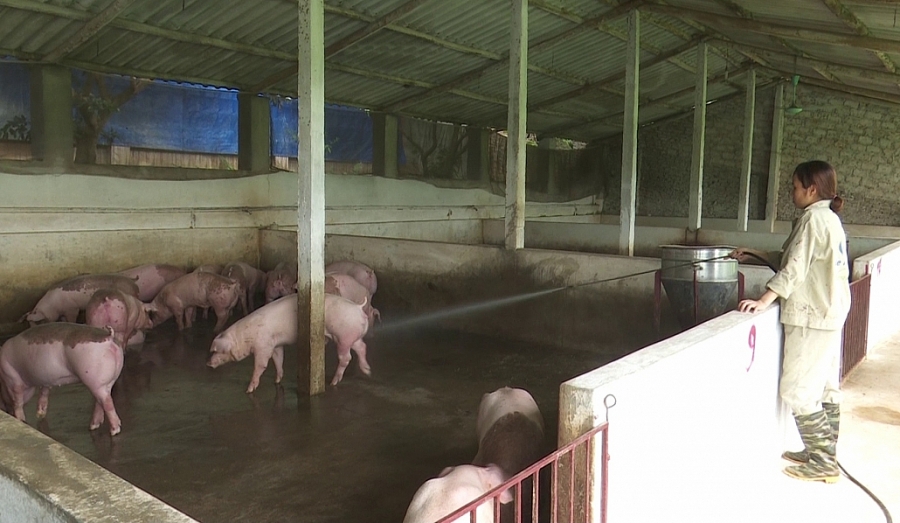 Ngành chăn nuôi Thái Nguyên chủ động thích ứng với Hiệp định EVFTA Ngành chăn nuôi Thái Nguyên chủ động thích ứng với Hiệp định EVFTA