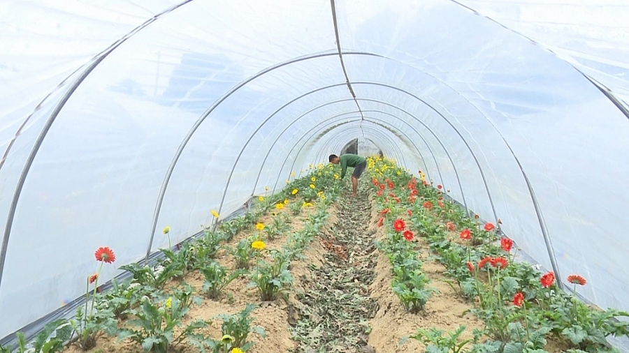 Chủ động sản xuất nông nghiệp khi thời tiết rét đậm (Cam 17/12) Chủ động sản xuất nông nghiệp khi thời tiết rét đậm (Cam 17/12)