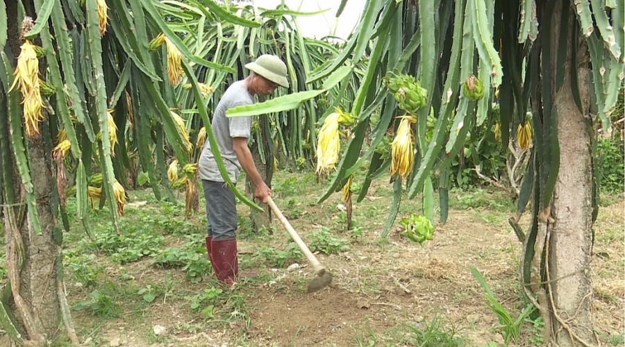 Hiệu quả từ nguồn vốn tín dụng ưu đãi Hiệu quả từ nguồn vốn tín dụng ưu đãi