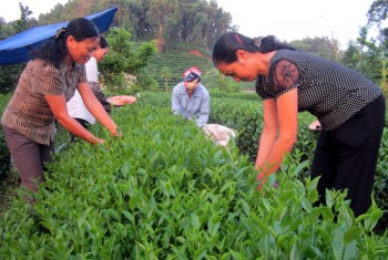 Chè VietGAP - Hướng tới sản xuất an toàn (Bài 1: Vì sao khó nhân rộng mô hình?)