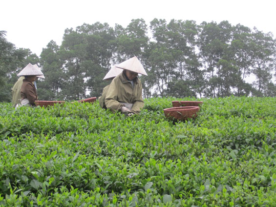 Diện tích chè Trung du truyền thống ở xã Tân Cương (T.P Thái Nguyên) bị thu hẹp do các giống chè mới cho giá trị kinh tế cao hơn.