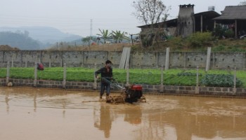 Phú Lương:  Gieo cấy 4.694 ha cây vụ xuân, đông xuân