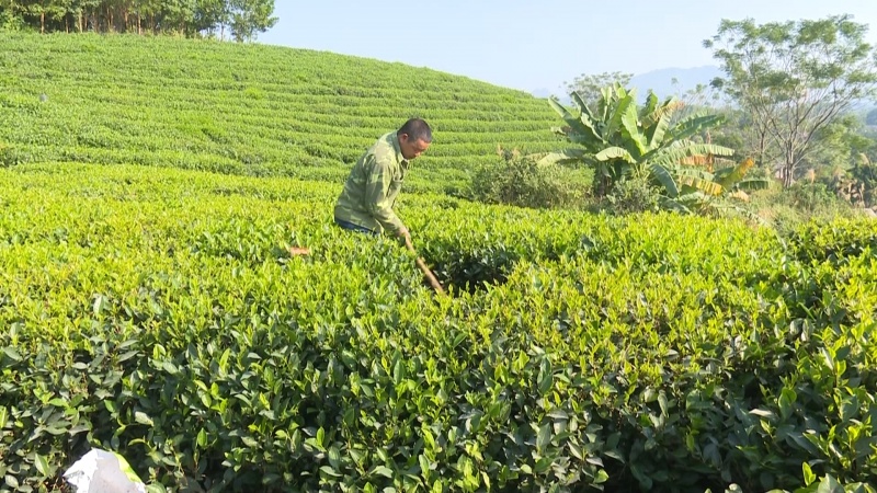 Đồng Hỷ: Phấn đấu giá trị sản xuất nông, lâm nghiệp, thủy sản đạt trên 1.000 tỷ đồng