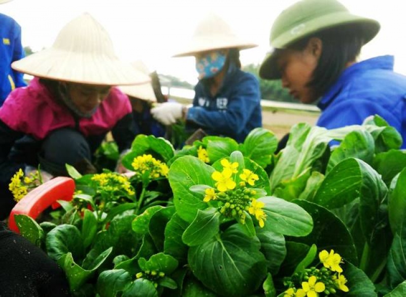 phat trien nong nghiep huu co huong di dung nhung can phai co giai phap dong bo