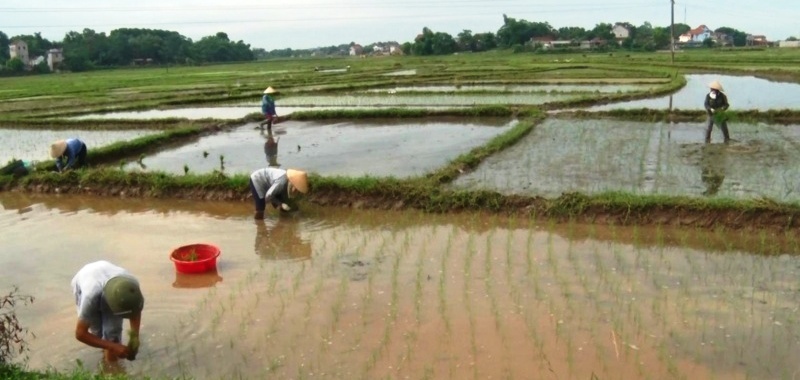 phu binh di vao thuc hien xay dung canh dong mau lon