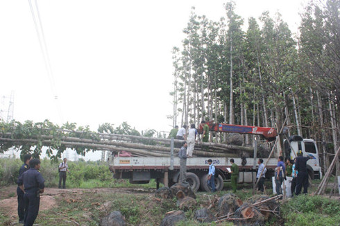 dieu tra bo sung vu cau cay dau lam cup dien toan mien nam