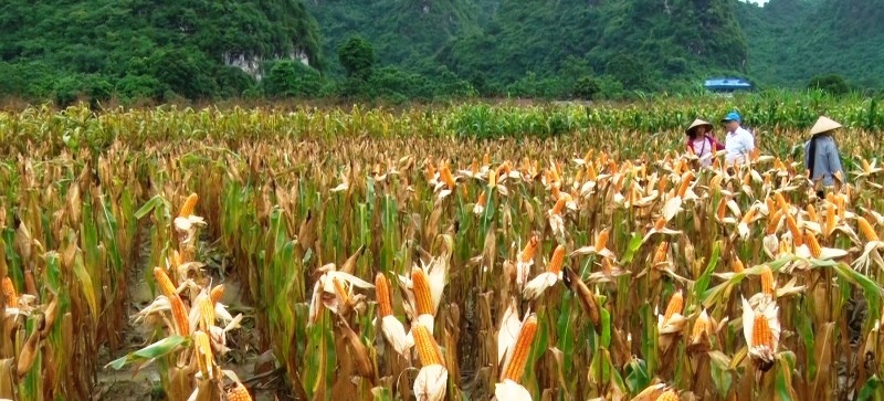 Thức ăn chăn nuôi nội: thua trắng khâu nguyên liệu thuc an chan nuoi noi thua trang khau nguyen lieu