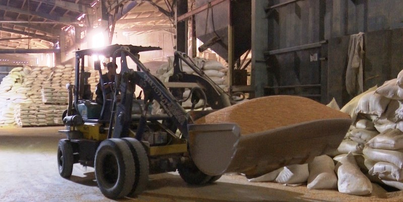 Thức ăn chăn nuôi nội: thua trắng khâu nguyên liệu