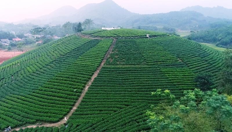 nang cao gia tri cay che huyen dinh hoa