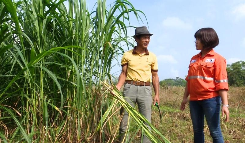 du an trong cay nang luong tren dat mo buoc dau phat huy hieu qua