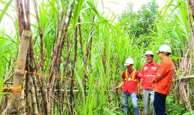 Dự án Trồng cây năng lượng trên đất mỏ bước đầu phát huy hiệu quả