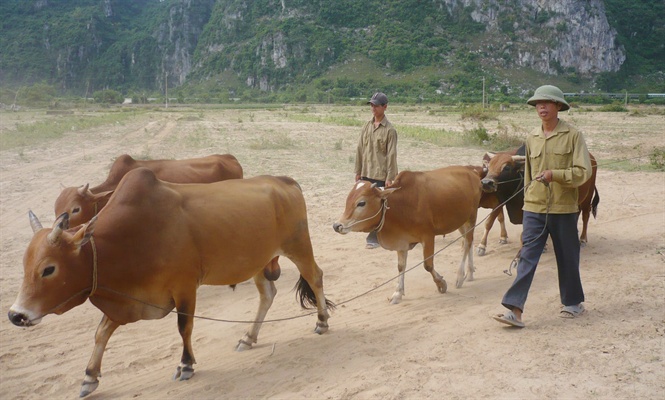 quang binh tang bo lai giam bo coc