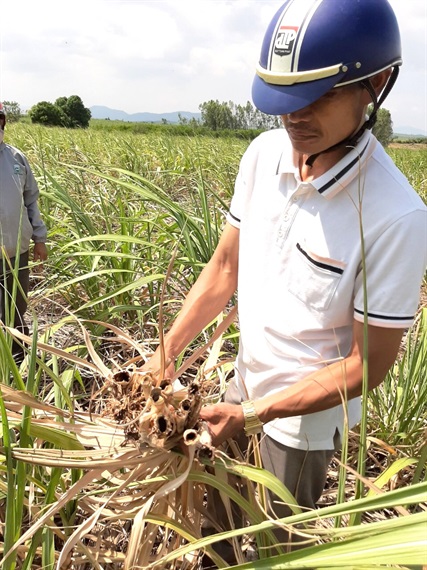 vung nguyen lieu mia lon nhat nuoc dieu dung vi han han