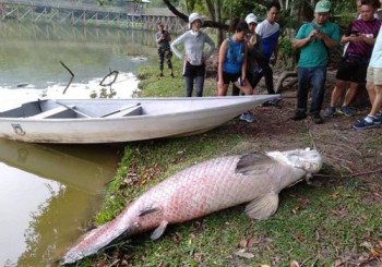 Xác cá rồng nặng 108 kg nổi trên trên hồ nước Malaysia