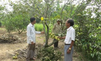 Thừa Thiên-Huế mất mùa đặc sản thanh trà do nắng nóng