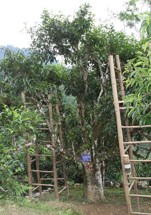 bao ton nang cao gia tri cay che shan tuyet o hoang su phi