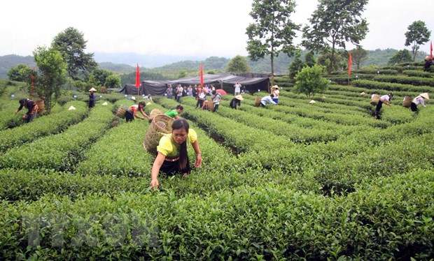 Lai Châu khuyến khích liên kết sản xuất, tiêu thụ nông sản