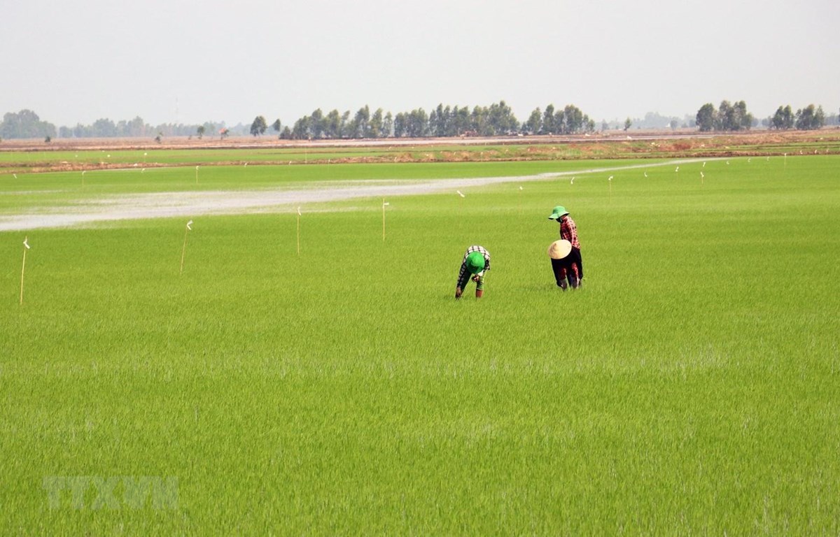 Liên kết thực hiện cánh đồng lớn và bao tiêu sản phẩm cho nông dân