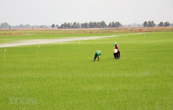 Liên kết thực hiện cánh đồng lớn và bao tiêu sản phẩm cho nông dân