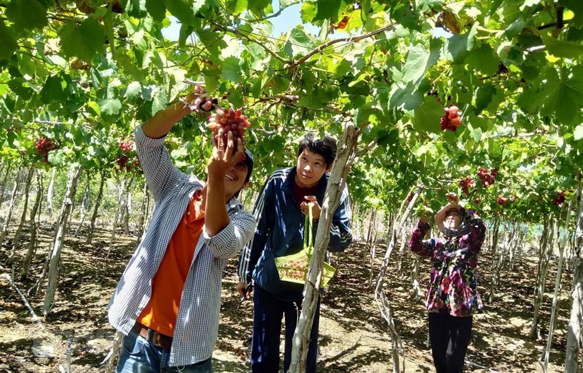 Du lịch góp phần đưa nông thôn trở thành những 'miền quê đáng sống'