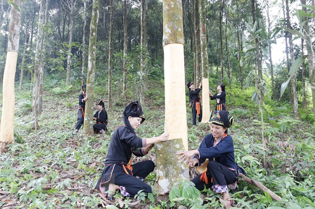 yen bai nguoi dan huyen van yen huong toi san xuat que huu co