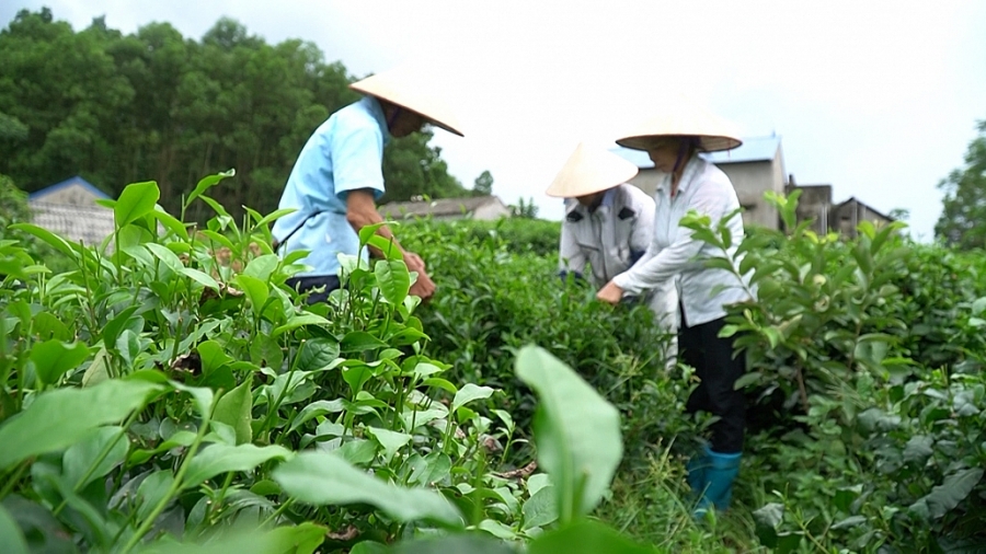 Tín dụng chính sách, đồng hành phát triển kinh tế nông thôn Tín dụng chính sách, đồng hành phát triển kinh tế nông thôn