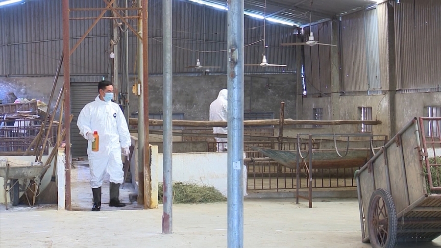 Quyết liệt phòng, chống dịch tả lợn châu Phi Quyết liệt phòng, chống dịch tả lợn châu Phi