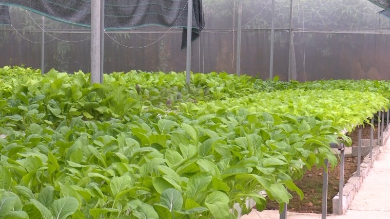 Gieo trồng rau vụ xuân đạt trên 4.500 ha