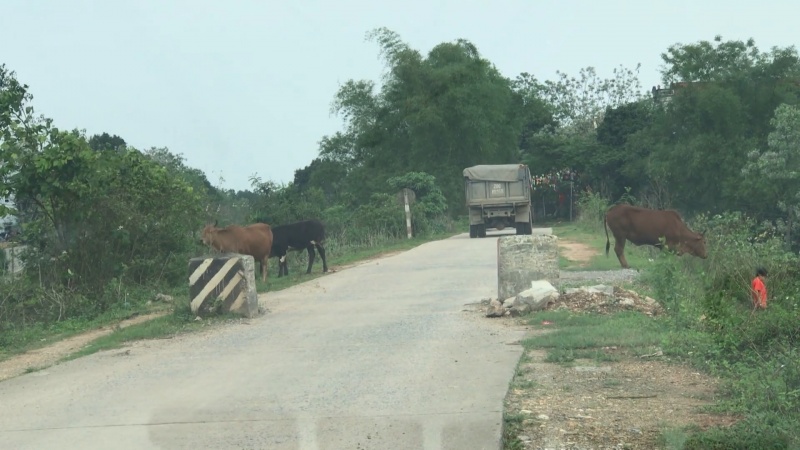 Cần có biện pháp ngăn chặn xe quá tải chạy trên đê Gang Thép