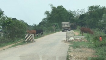 Cần có biện pháp ngăn chặn xe quá tải chạy trên đê Gang Thép